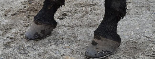 Reason For Getting Horseshoes for Your Equine Buddy